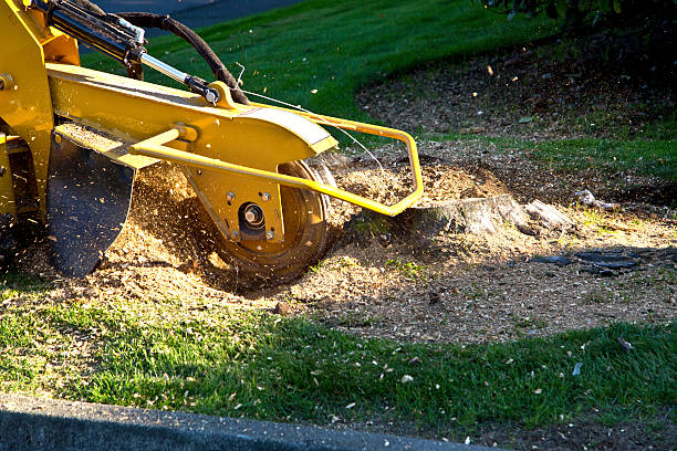 Large Tree Removal in St Louis, MI